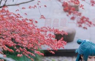 矢量鱼的旗袍作品,网盘唯一能让我一眼看十遍的。